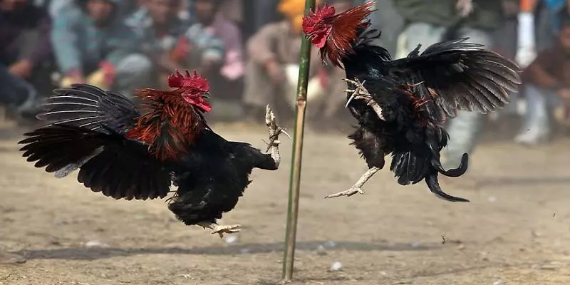2-da-ga-campuchia-ga-cua-sat-cua-dao